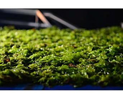 algae-harvesting-for-feed-1311FIAlgae