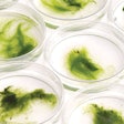 algae-in-petri-dish
