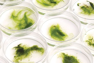 algae-in-petri-dish