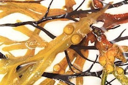 alternative-ingredient-algae-1504FIingredient1
