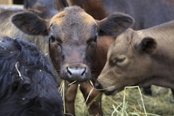 angus-beef-cattle