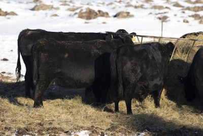 A herd of Black Angus cattle in the winter