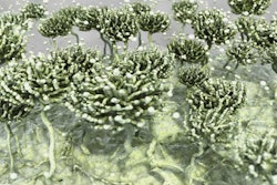 The chonidial heads release hundreds of spores into the environment.