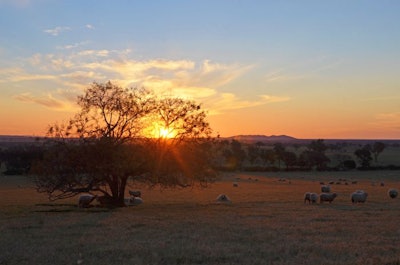 australia-sheep-sunset