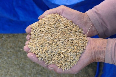 Harvested Barley, Barley Grain Ready To Be Sold On The Market,A