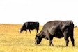 beef-cattle-grazing