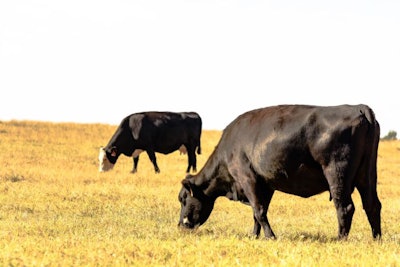 beef-cattle-grazing