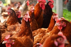 Chickens On Traditional Free Range Poultry Farm