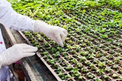 bioengineered-gmo-plants-seedlings