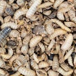 black-soldier-flies-for-animal-feed