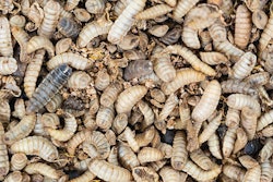 black-soldier-flies-for-animal-feed