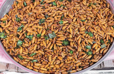 bowl-of-fried-insects