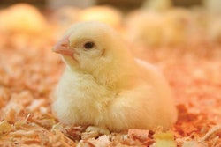 broiler-chick-performance-1603