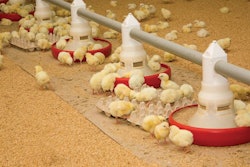 broiler-chicks-eating-2