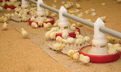 broiler-chicks-eating-2