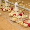 broiler-chicks-eating-feed-1601
