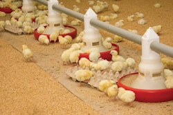 broiler-chicks-eating-feed-1601