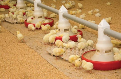 broiler-chicks-eating-feed-1601
