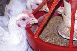 broiler-eating