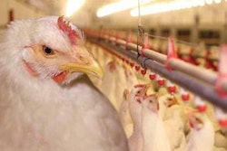 broiler-feed-uniformity-1411FMNutrition