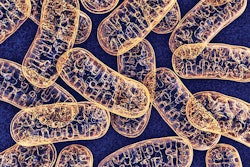 broiler-mitochondrial-function