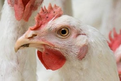 White chickens farm