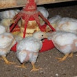 broilers-eating-pullets-growing