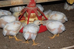 broilers-eating-pullets-growing