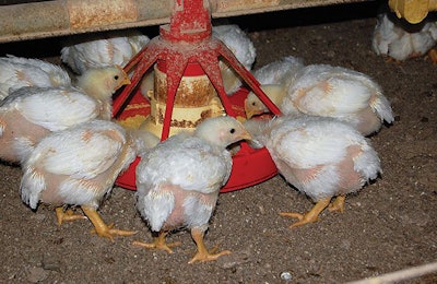 broilers-eating-pullets-growing