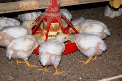 broilers-eating-pullets-growing