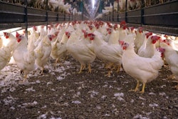 cage-free-hens-in-scratch-area