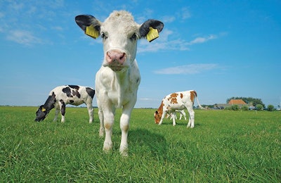 calves-on-grass