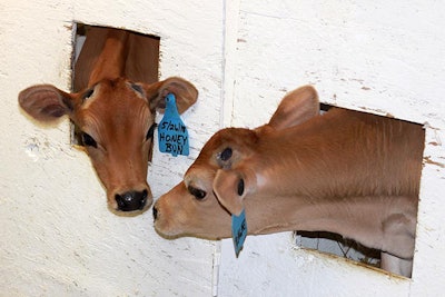 Best practices for raising healthy Jersey calves