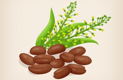 Camelina sativa seeds with flowers and leaves. Vector illustration.