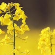 canola-FreeImages_Lea-Csontos
