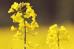 canola-FreeImages_Lea-Csontos