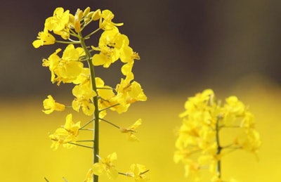 Linseed, an ancient crop with futuristic possibilities