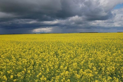 canola-field-1510FItechnology