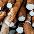 cassava-root-cut