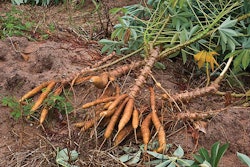 cassava-root