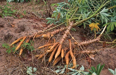 cassava-root