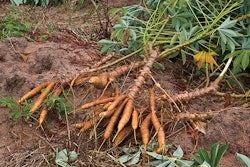 cassava-tubers