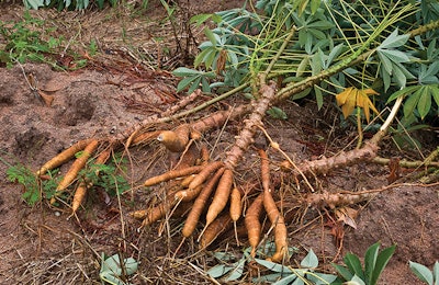 cassava-tubers