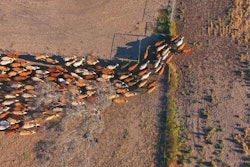 cattle-drought1