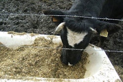 cattle-eating-1000