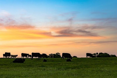 cattle-grazing-in-pasture