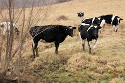 cattle-in-field