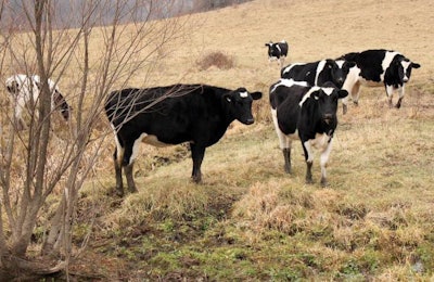 cattle-in-field
