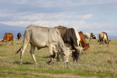 A herd of Boran cattle grazes on green savannah. Ol Pejeta Conservancy Kenya.