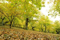 chestnut-forest-extract-1604